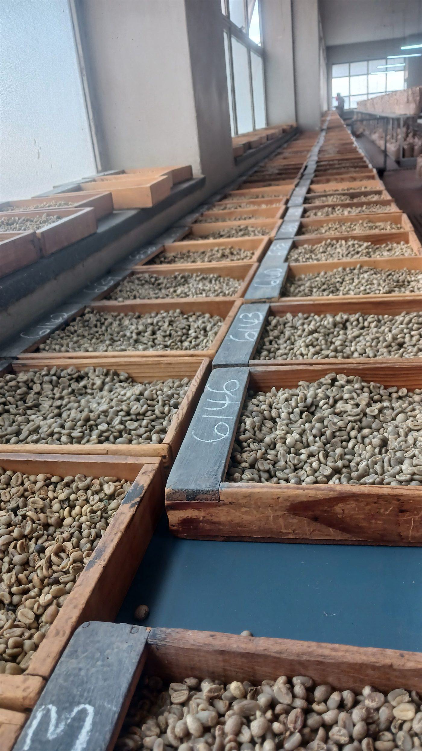 Parchment coffee drying on raised beds