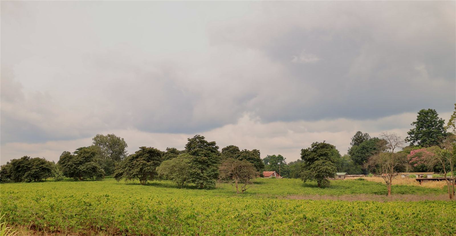 Green Kenyan coffee farm landscape under a cloudy highland sky