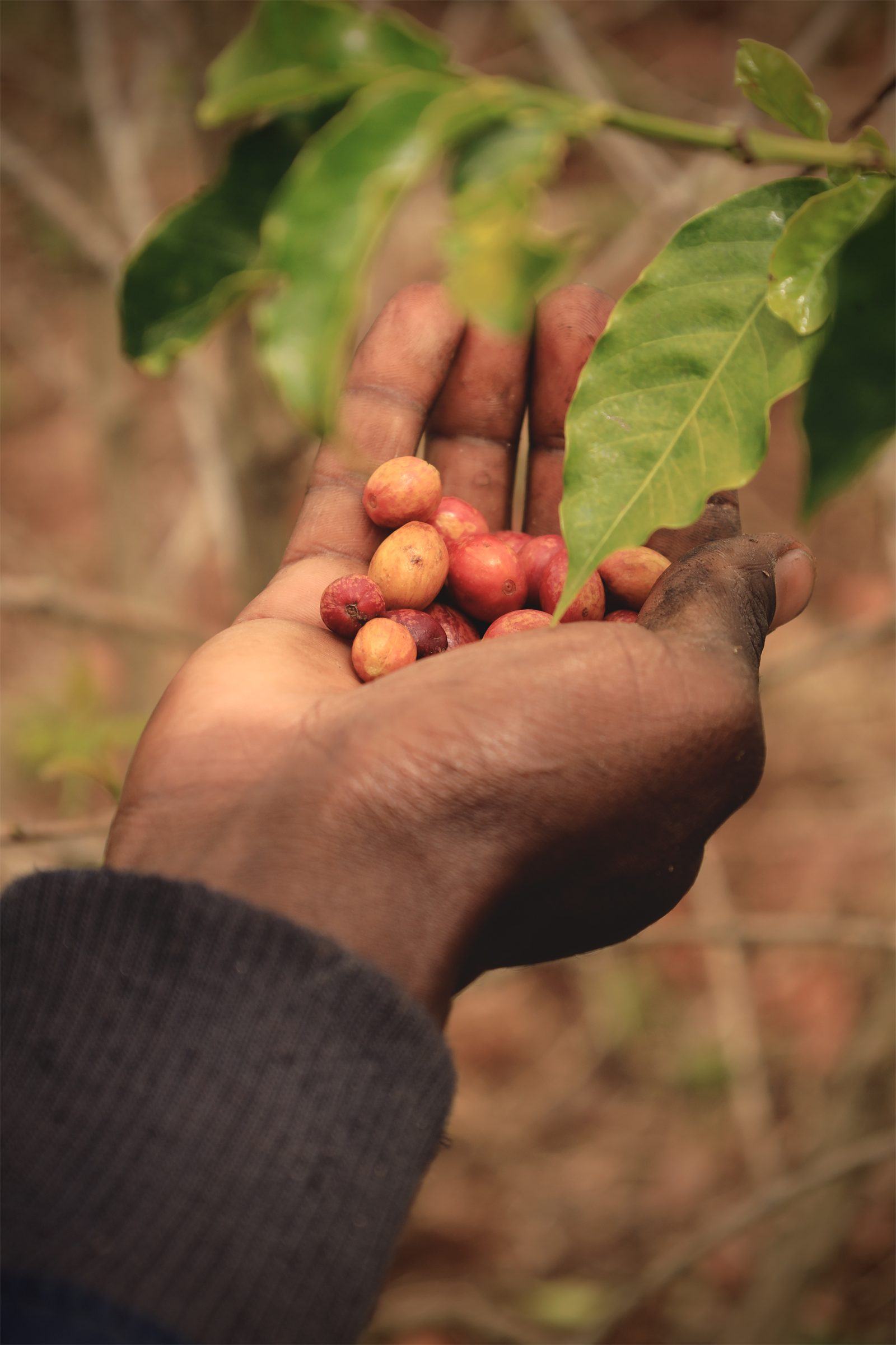 A farmer's hand holding freshly picked red coffee cherries