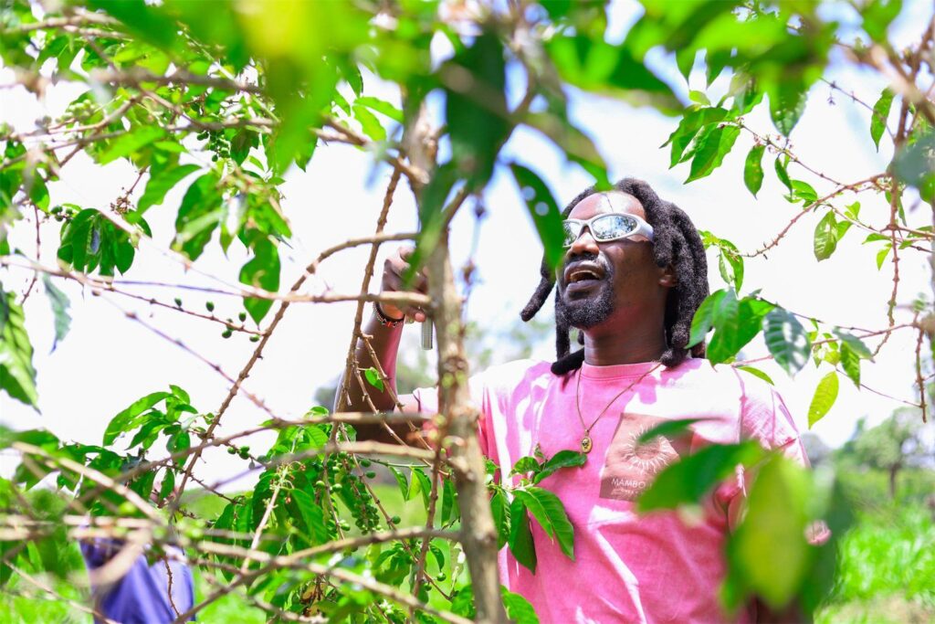A Mambo Leo founder examining green coffee cherries on the branch