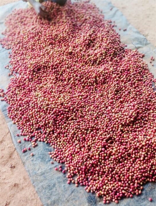 Red coffee cherries spread out to dry in the sun