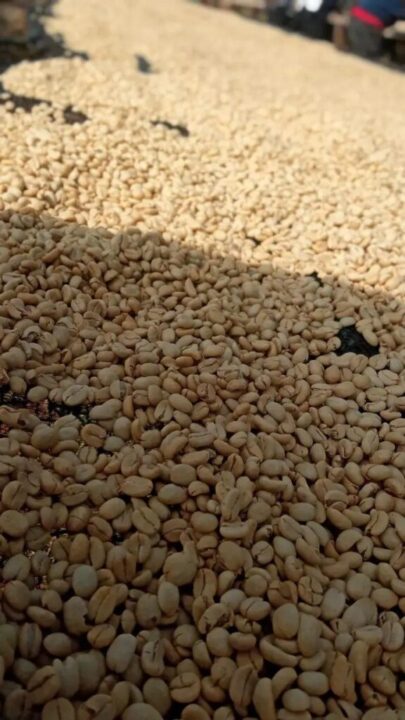 Parchment coffee drying