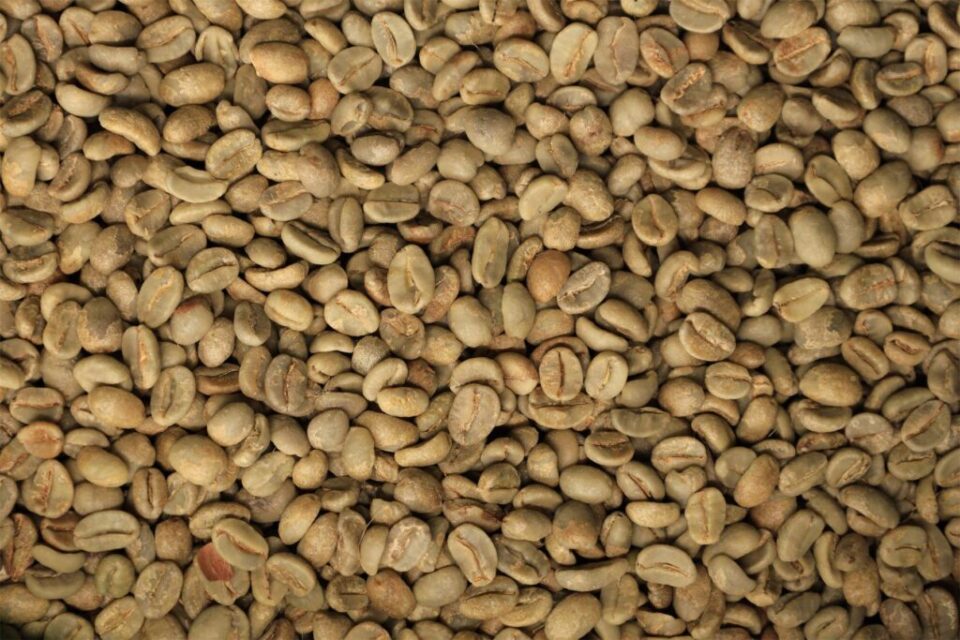 Close-up of graded green coffee beans