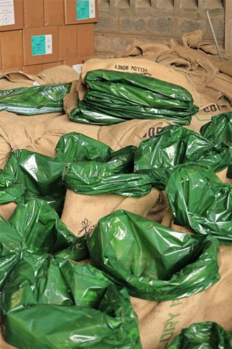Green hermetic liners inside jute bags ready for export